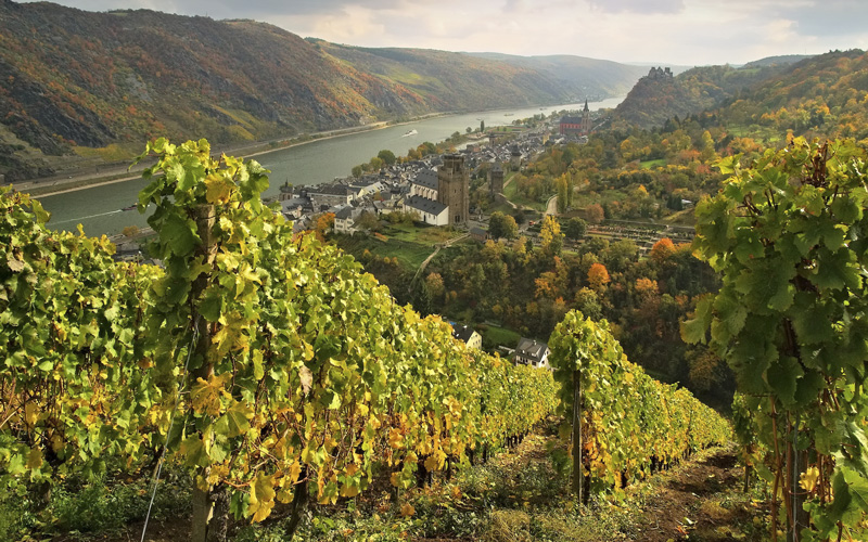 Blick von einem Weingut auf Rheingau