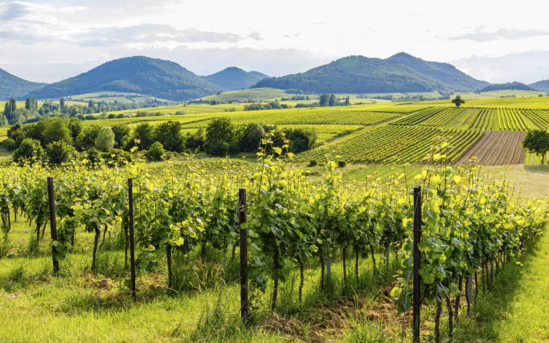 Weinreben