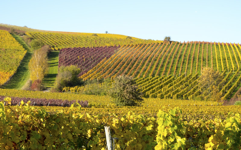 Weinreben