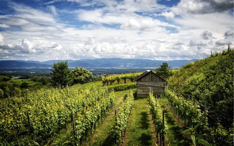 Weinreben